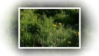 Lomatium  garden plants [upl. by Kolodgie]