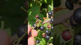 Harvesting Black Currants  A Beautiful Day on the Farm [upl. by Priscella]