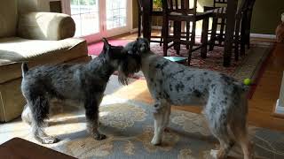 Standard Schnauzer and Aussie Playing [upl. by Ratcliff]