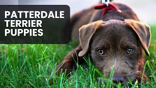 All You Need to Know About Patterdale Terrier Puppies [upl. by Bainter]