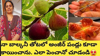 How to grow Anjeer plant in pots  Balcony garden  Fruit plants in pots [upl. by Ylerebmik255]