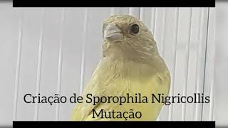 Criação de Coleiro Baiano Mutação  Sporophila Nigricollis  Tui Tui [upl. by Imeaj]