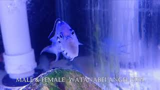 Male amp Female Watanabei Angelfish Genicanthus Watanabei 4K [upl. by Petta]