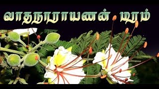 Delonix elata tree வாதநாராயணன் மூலிகையின் வைத்தியம் [upl. by Brent]