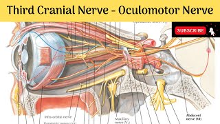 Third Cranial Nerve  Oculomotor nerve  Functional components  Nuclear complex  Course Relations [upl. by Farrison169]