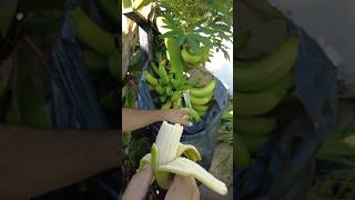 VENTAJAS de tener HUERTO en el PATIO trasero 🍌🍌 bananas huerto cultivos cosechas viral [upl. by Ellatsyrc225]