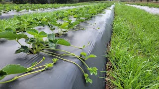 Most people dont know this about Growing Strawberries [upl. by Dedra]