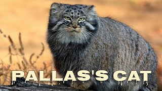 Pallass cat sounds [upl. by Swope]