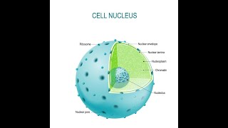 Nucleus Structure and Function  Nucleoid [upl. by Atila]