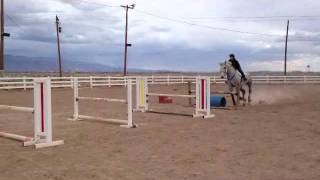 Jumping Percheron  Bounces [upl. by Aracahs]