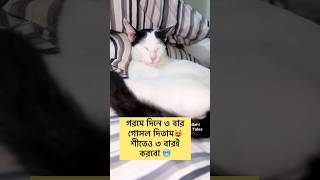 আমি কিন্তু তোমাদের মত ফাঁকিবাজ না😻cats catlover funny youtubeshorts shortvideo shorts short [upl. by Eelarbed]