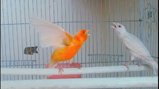 canary singing timbrado spanish  1 [upl. by Natica20]