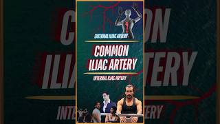 What is Common Iliac Artery [upl. by Durman513]