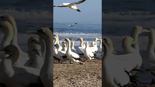 Cape Gannet Colony Bird Island Lamberts Bay Western Province shorts birds birdsinging [upl. by Sophronia957]