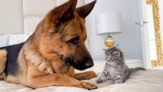 German Shepherd Meets New Kitten for the First Time [upl. by Iot]