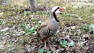 Chakor ki awaz  Chakor partridge Voice  Chakor [upl. by Dulcle]