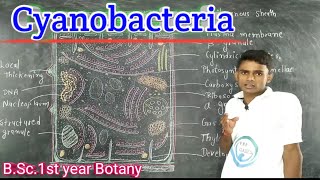 Lc11Cyanobacteria General Features  Cell Structures BSc1st year Botany  by Prahalad [upl. by Ahsika446]