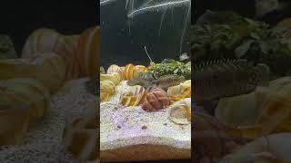 Two Female Lamprologus speciosus having a breeding squabble fighting aquarium cichlid fish lol [upl. by Hpeosj261]