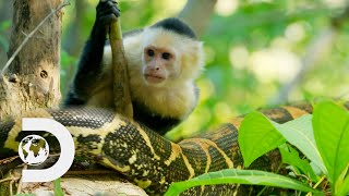 Capuchin Monkeys Vs Deadly Boa Constrictor Snakes l Wild Costa Rica [upl. by Herminia123]