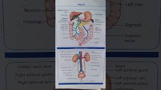 Hepatic portal circulation  anatomy and physiology  nursing [upl. by Nwahsav]