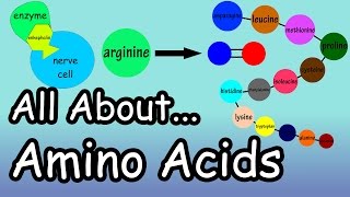 Amino Acids  What Are And What Do Amino Acids Do  What Are Complete And Incomplete Proteins [upl. by Arbmahs]