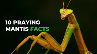 Praying Mantis 10 Astonishing Facts You Need To Know [upl. by Ruelle861]