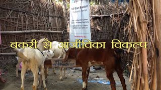 बकरी से आजीविका विकल्प [upl. by Geerts203]