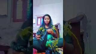 meesho live plants packing  Climbing Roses The Ultimate Plant Packing Guide  Udaya Jwala vlogs [upl. by Ydniahs]