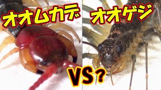 【生か死か恋か？】オオムカデVSオオゲジ！ [upl. by Genevieve]