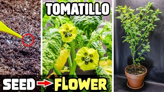 Growing Tomatillo Plant From Seed To Flower 50 Days Time Lapse [upl. by Teryl522]