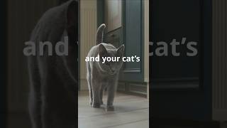 Does Your Cat Miss You 🐱 catwatch shorts [upl. by Ole]