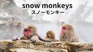 冷えた冬の日に心温まる愛らしいスノーモンキーたちの姿。Adorable snow monkeys warm your heart on a cold winter day [upl. by Esahc]