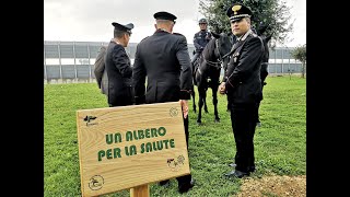 Brindisi  Piantumazione Vallonea al Perrino  04 Novembre 2024 [upl. by Dat]