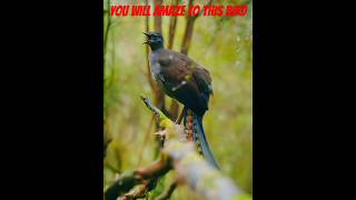 BIRD MIMIC DIFFERENT KIND OF SOUND Awesomebird bird wildlife birdsinging lyrebird short [upl. by Aleacim]