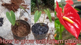 How to grow anthurium plants [upl. by Corso64]