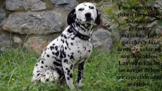 Animales Lindos Perro Dalmata [upl. by Mohr]