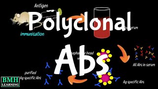 Polyclonal Antibodies  Polyclonal Vs Monoclonal Antibodies  Production Of Polyclonal Antibodies [upl. by Av707]