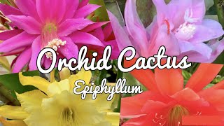 Orchid Cactus  Epiphyllum  Blooming [upl. by Alguire]