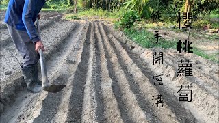 種櫻桃蘿蔔 「二三十天收成」 徒手開密溝～溝直整齊 [upl. by Hazel]