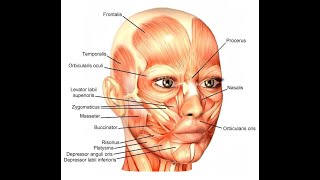 Peculiarities of the Muscles of facial expression [upl. by Dorry]