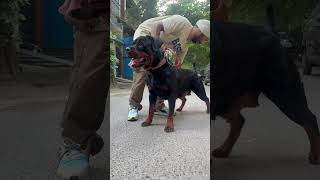 Rottweiler Ko Champion Kaise Banaye  shorts dogs rottweiler youtubeshorts namitaology trend [upl. by Kahcztiy]