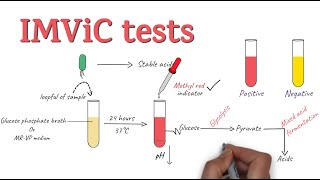 IMViC Tests  Procedure and Principle  Microbiology [upl. by Varian]