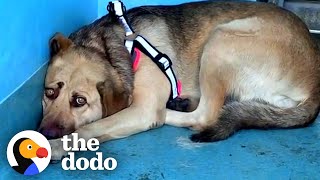 Rescue Dog Hides In The Corner Until The Right Person Comes Along  The Dodo Faith  Restored [upl. by Aynekat]