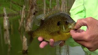 Bluegill Fishing Tips [upl. by Sabba701]