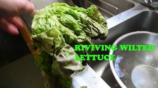 Quick Tip REVIVING WILTED LETTUCE [upl. by Notsnhoj237]