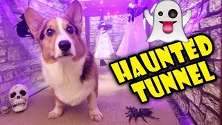 Building a CORGI Sized Haunted House 🐾👻 🎃 Life After College Ep 614 [upl. by Assiren568]