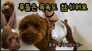 앙마견 파니 Vlog 샤워시키기 참 쉬운 푸들 [upl. by Inesita]