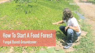 Free Permaculture Course Online How to start a Food Forest Groundcover Soil Builder Ian Trew 2024 [upl. by Alesiram]