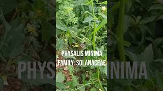 Physalis minima Family Solanaceae [upl. by Dynah]