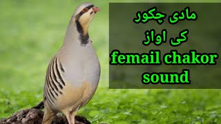 Chakor ki awaz femail shikari chakor ki awaz صدای کبک ماده شکاری صوتی green [upl. by Marka]